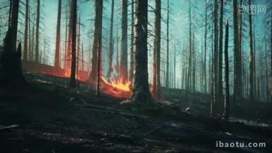 森林里的野火烧毁了土地